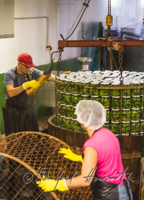 Pasteurisieren von Gurken in einem Holzbottich