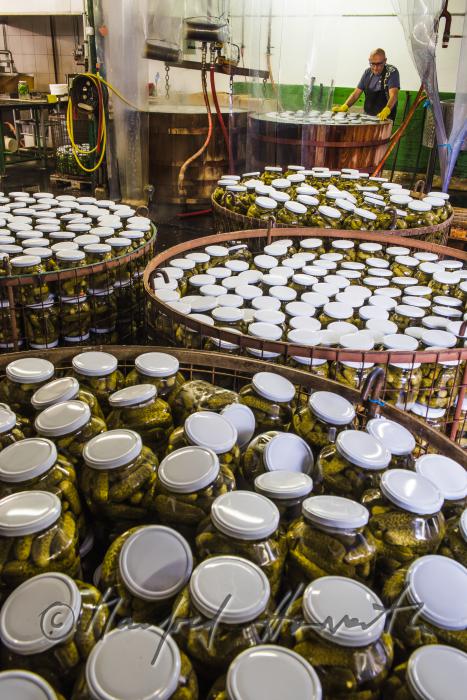 Pasteurisieren von Gurken in einem Holzbottich