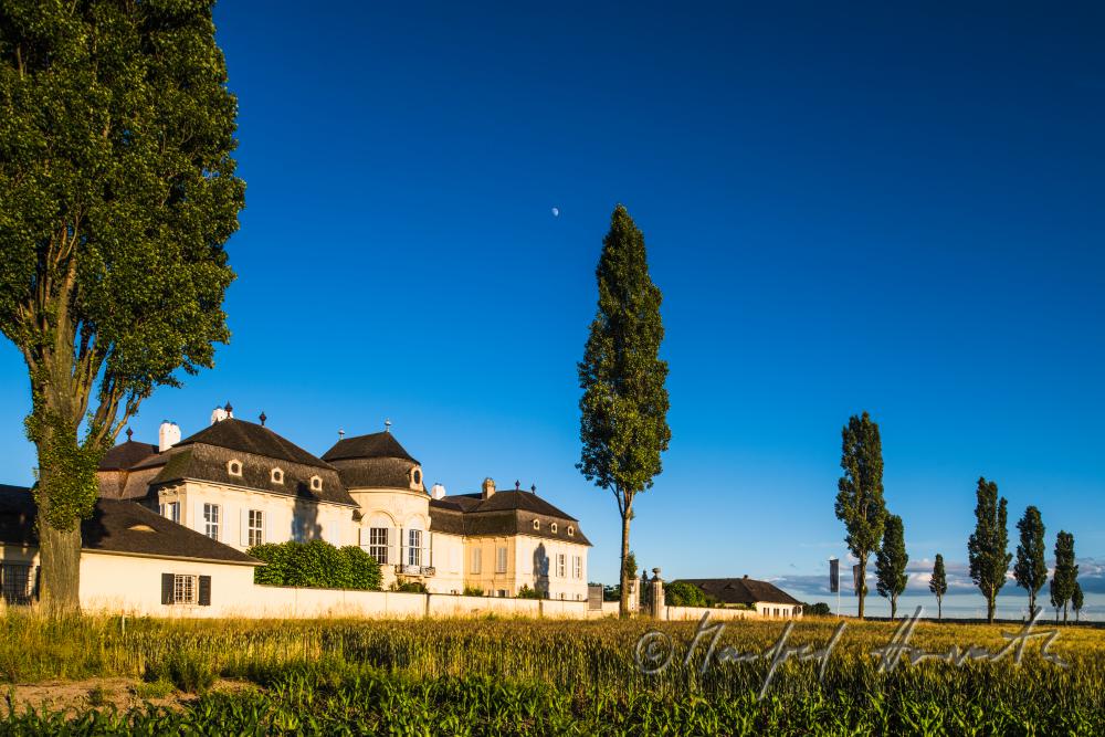 Marchfeld-Schloss Niederweiden und Maisfeld
