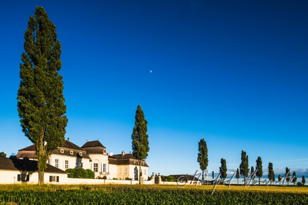 Marchfeld-Schloss Niederweiden und Maisfeld