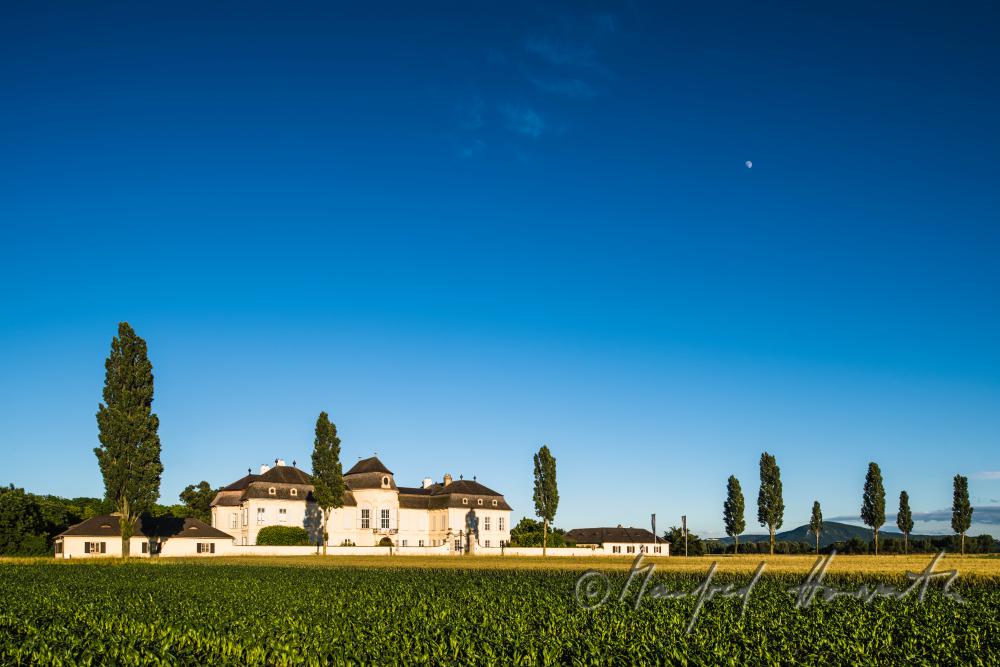 Marchfeld-Schloss Niederweiden und Maisfeld