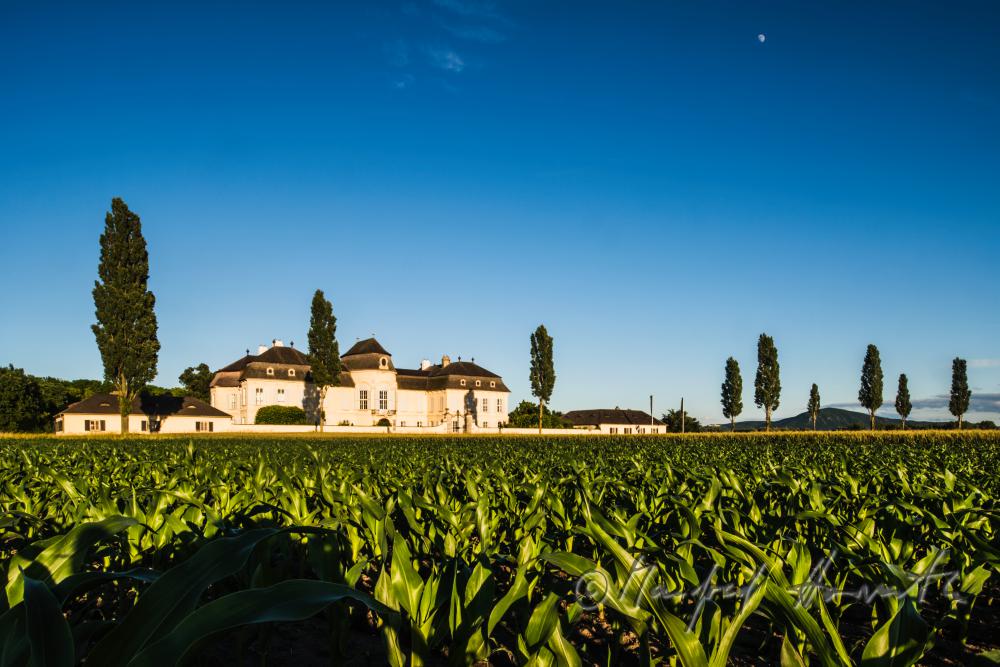 Marchfeld-Schloss Niederweiden und Maisfeld