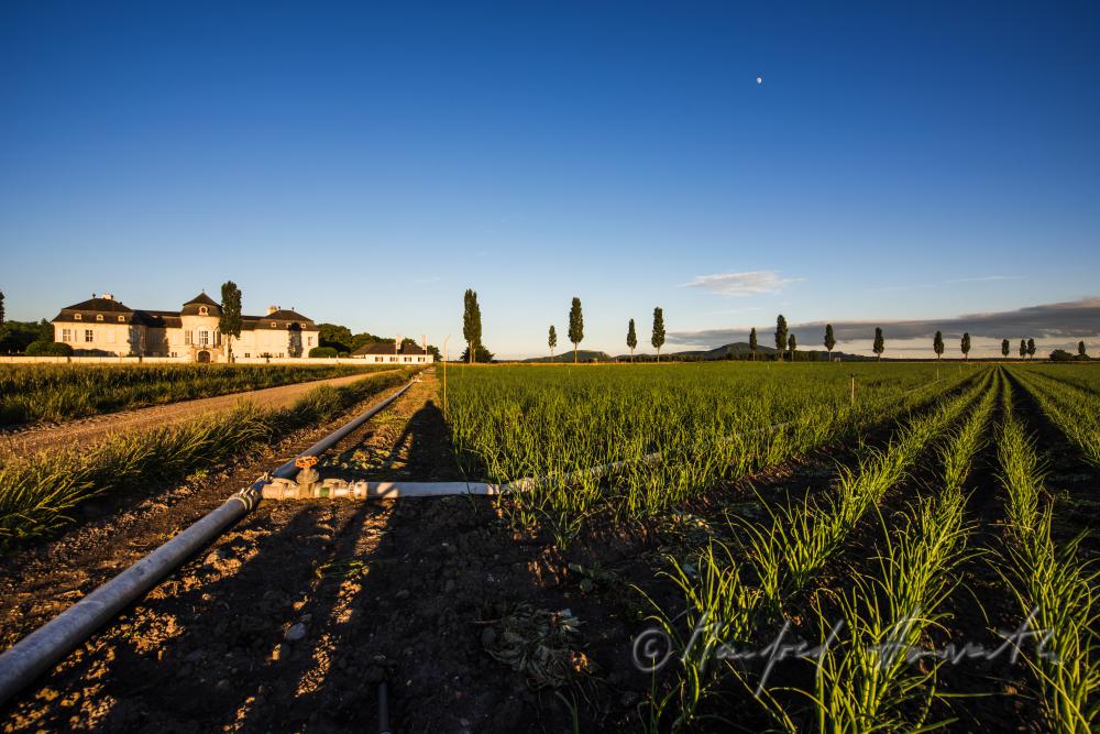 Marchfeld-Schloss Niederweiden und Bewässerung im Feld