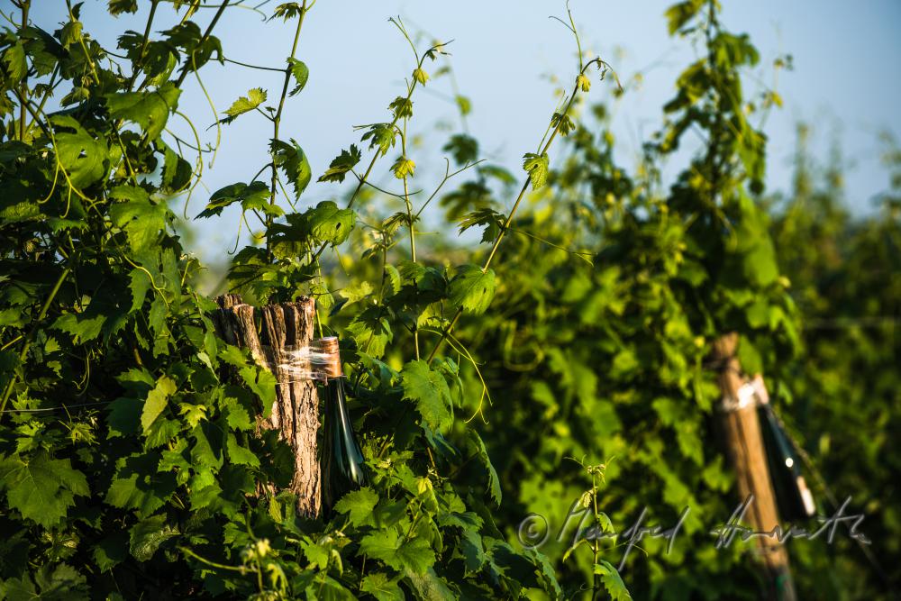 Weinflasche im Weingarten am Rochusberg