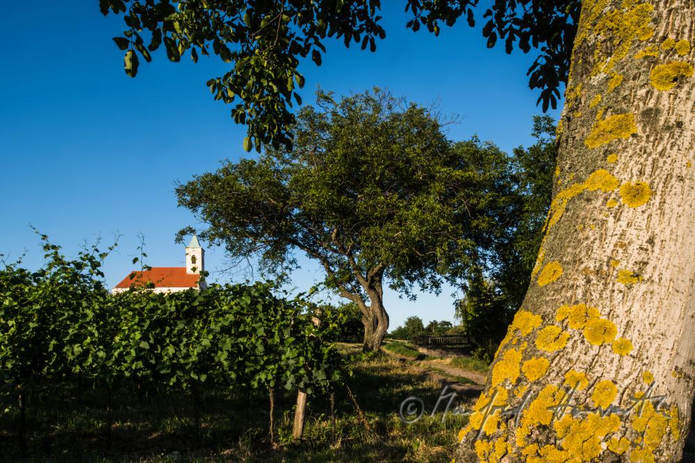 Weingarten bei der Kirche und Nussbaum