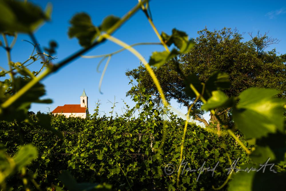 junge Weinranken und Kirchturm