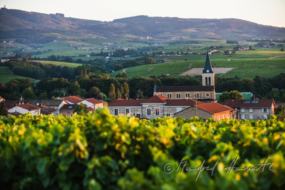 Weinberge des Weinbaugebietes Beaujolais