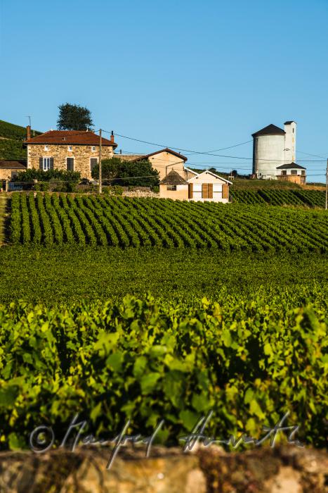 Weinberge des Weinbaugebietes Beaujolais