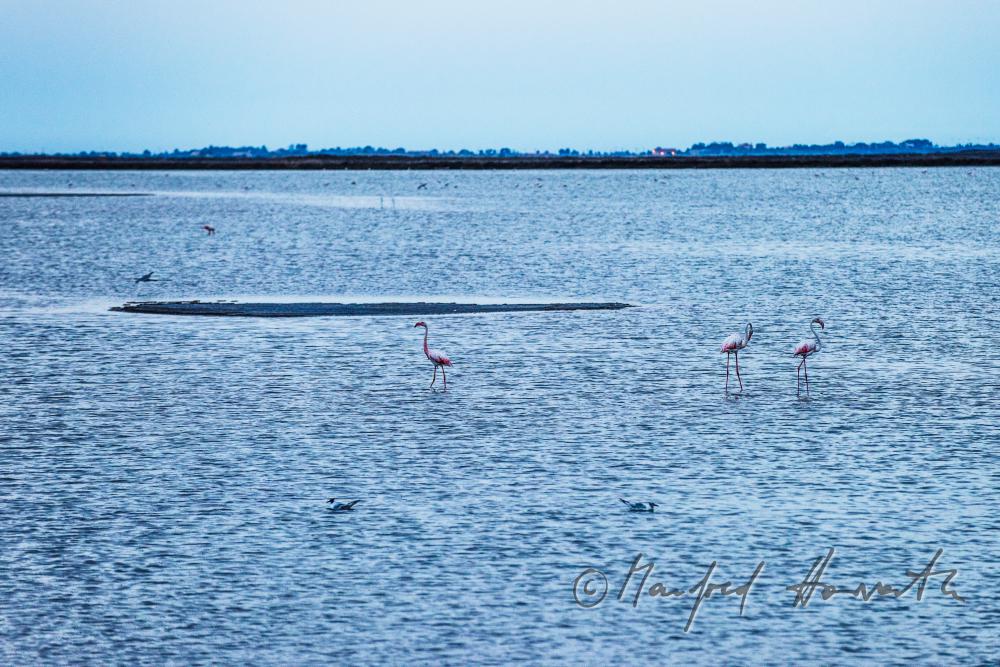 Flamingos im flachen Wasser der  Schwemmlandebene