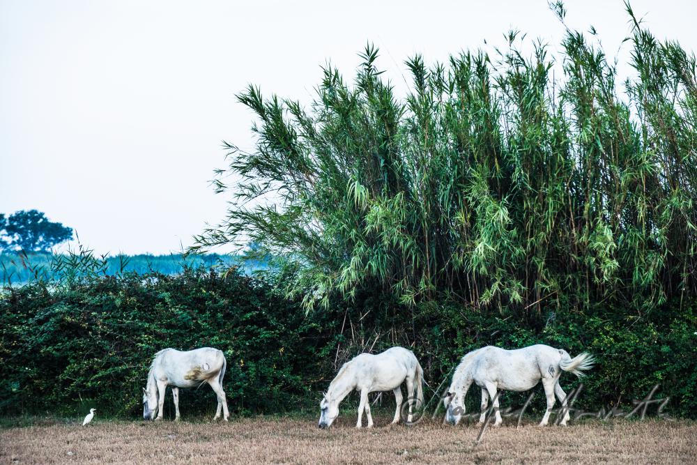 Camargue-Pferde grasen auf der Weide