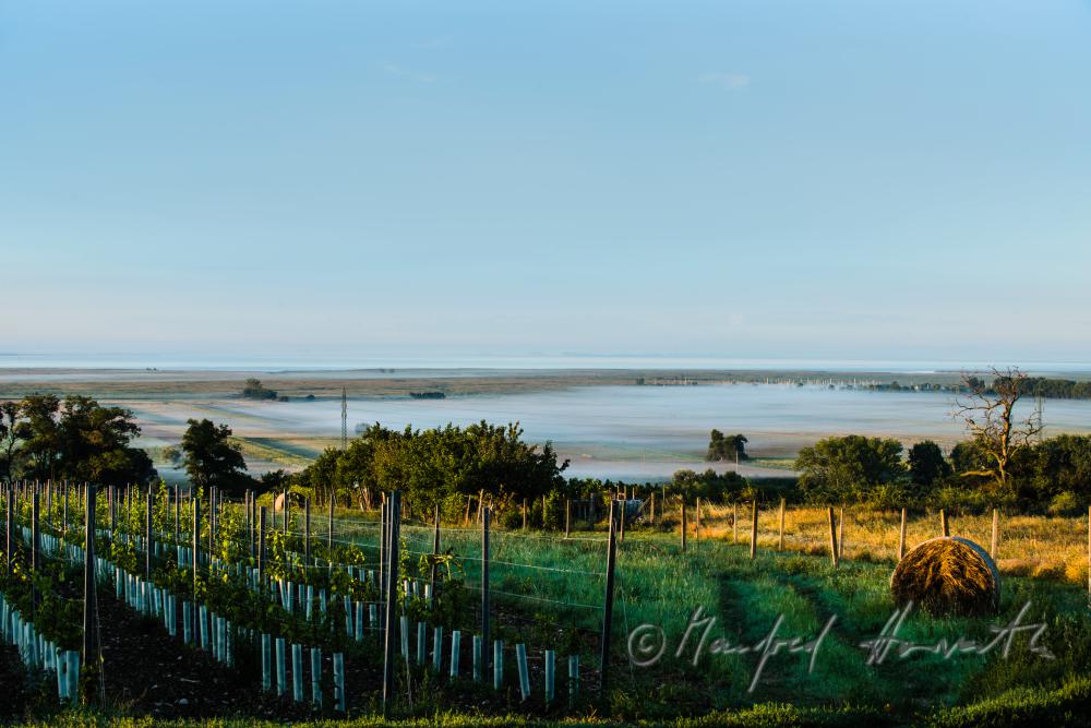 Blick vom Hackelsberg zum Neusiedlersee