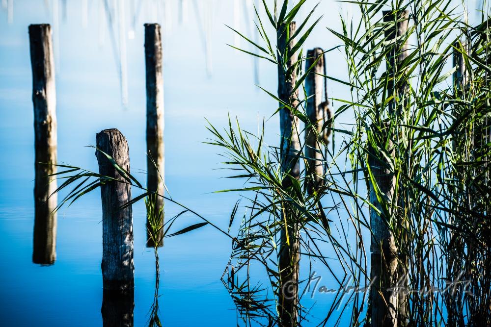 Schilf und Holzpfähle (Piloten) eines versunkenen Steges