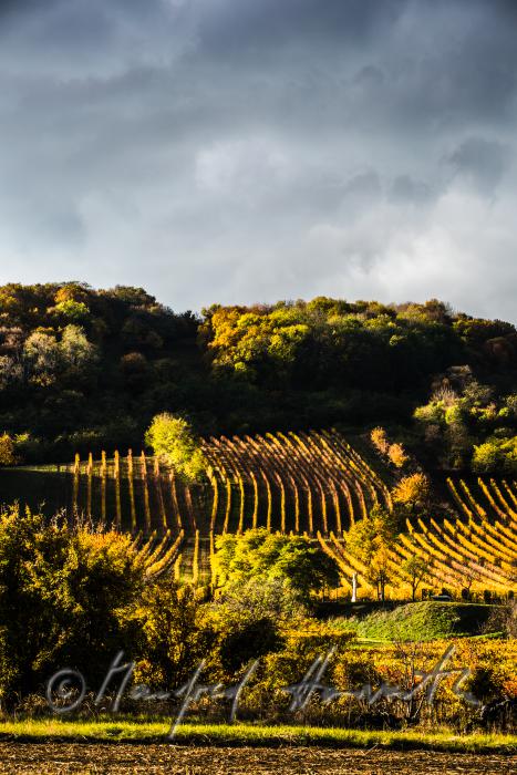 Weinberge am Südhang des Leithagebirges