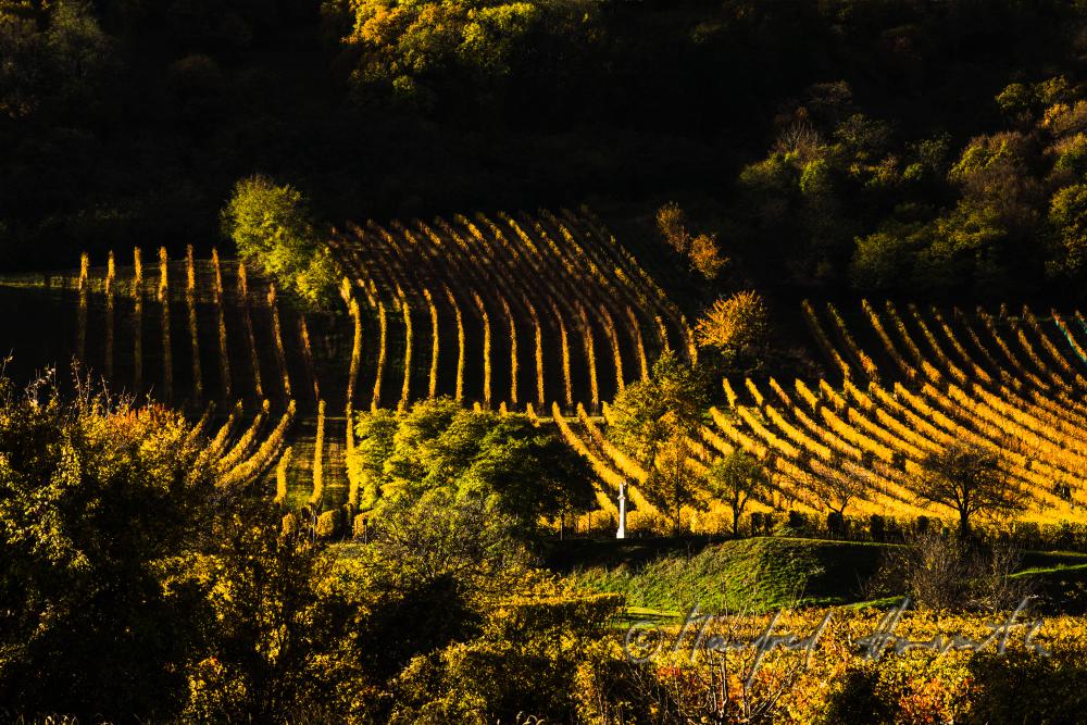 Weinberge am Südhang des Leithagebirges