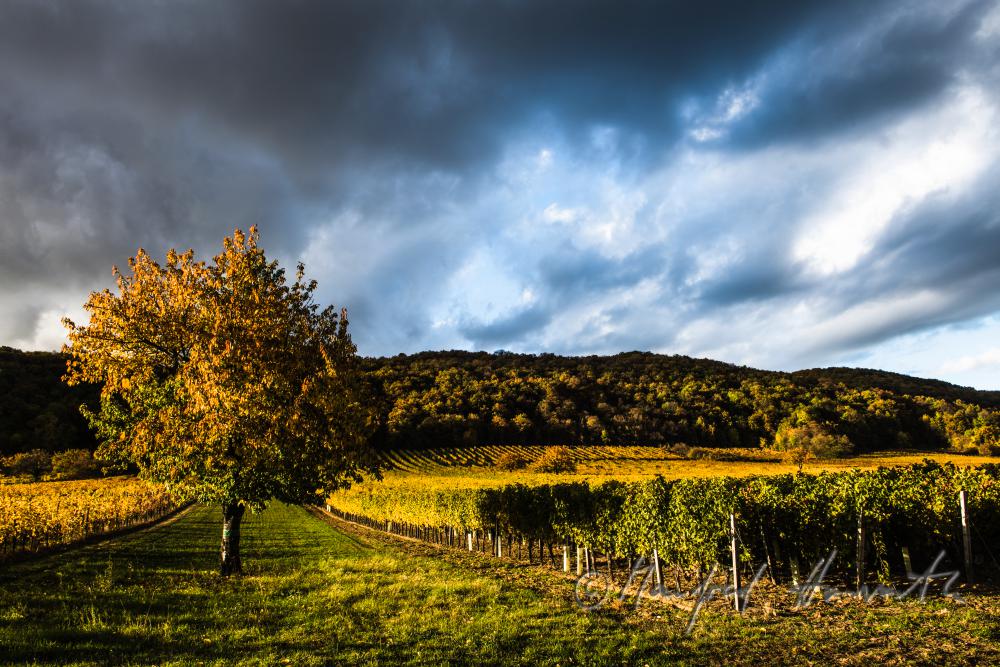 Weinberge am Südhang des Leithagebirges