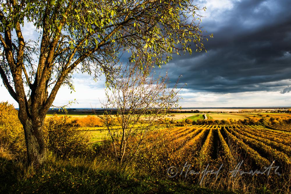 Weinberge am Rusterberg