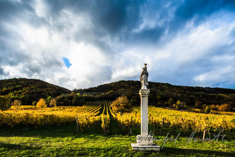 Weinberge am Südhang des Leithagebirges