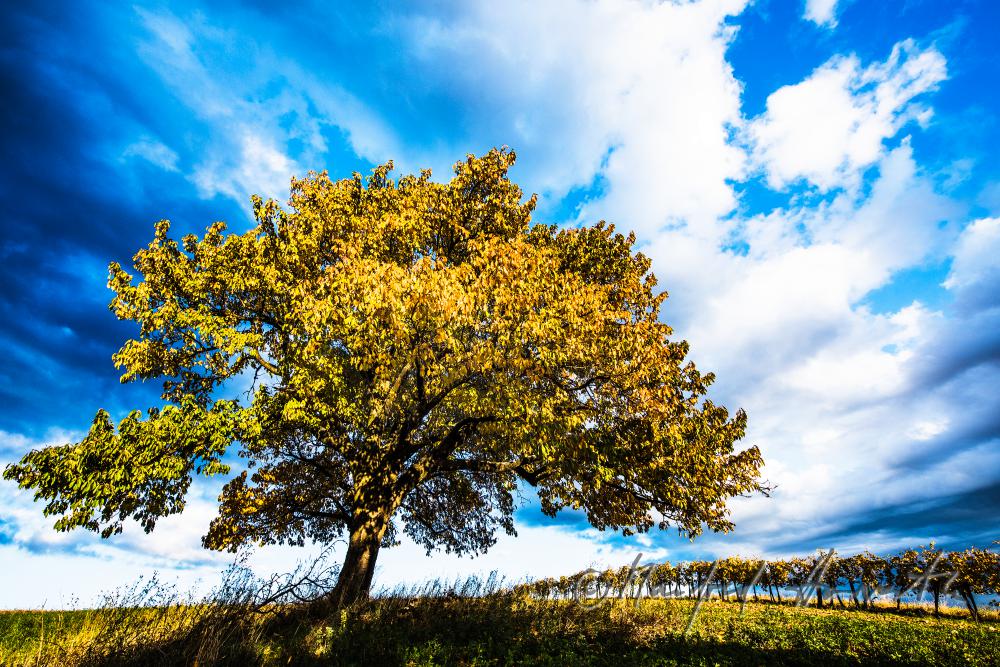 Weinberge am Südhang des Leithagebirges