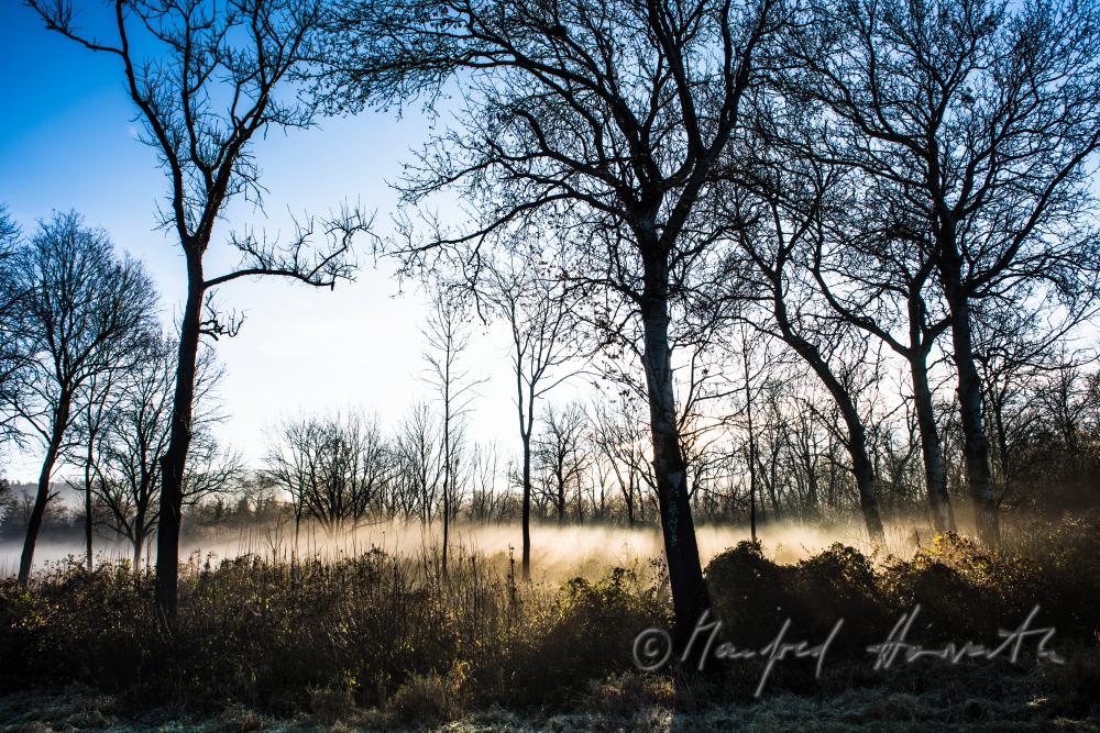 Auenlandschaft im Morgennebel