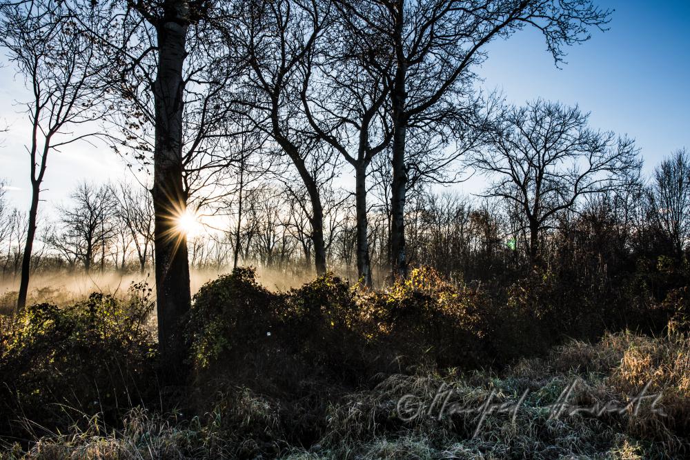 Auenlandschaft im Morgennebel