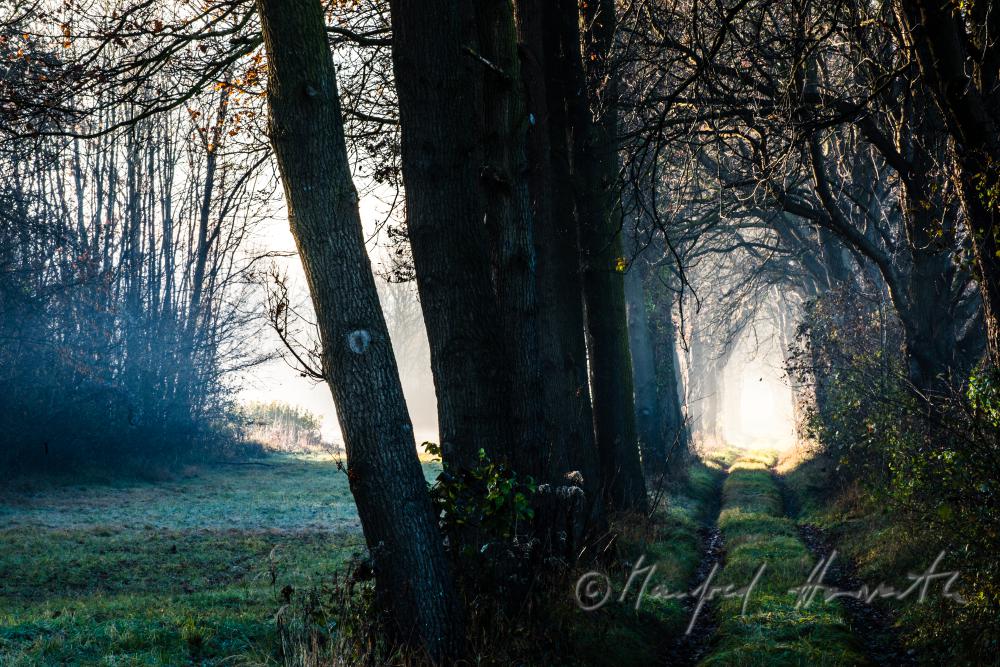 Auenlandschaft im Morgennebel