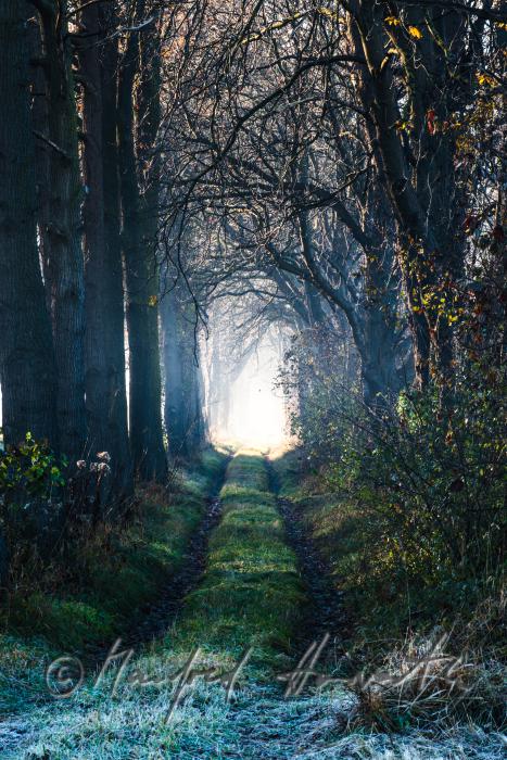 Auenlandschaft im Morgennebel