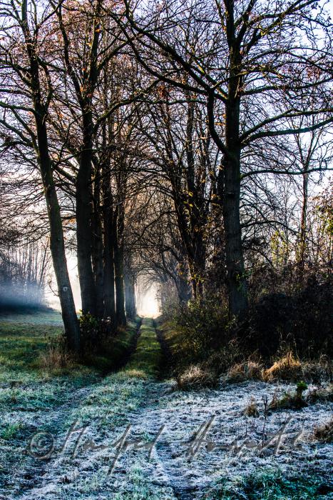 Auenlandschaft im Morgennebel