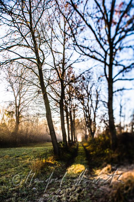 Auenlandschaft im Morgennebel