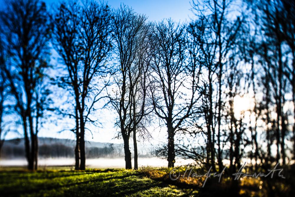 Auenlandschaft im Morgennebel