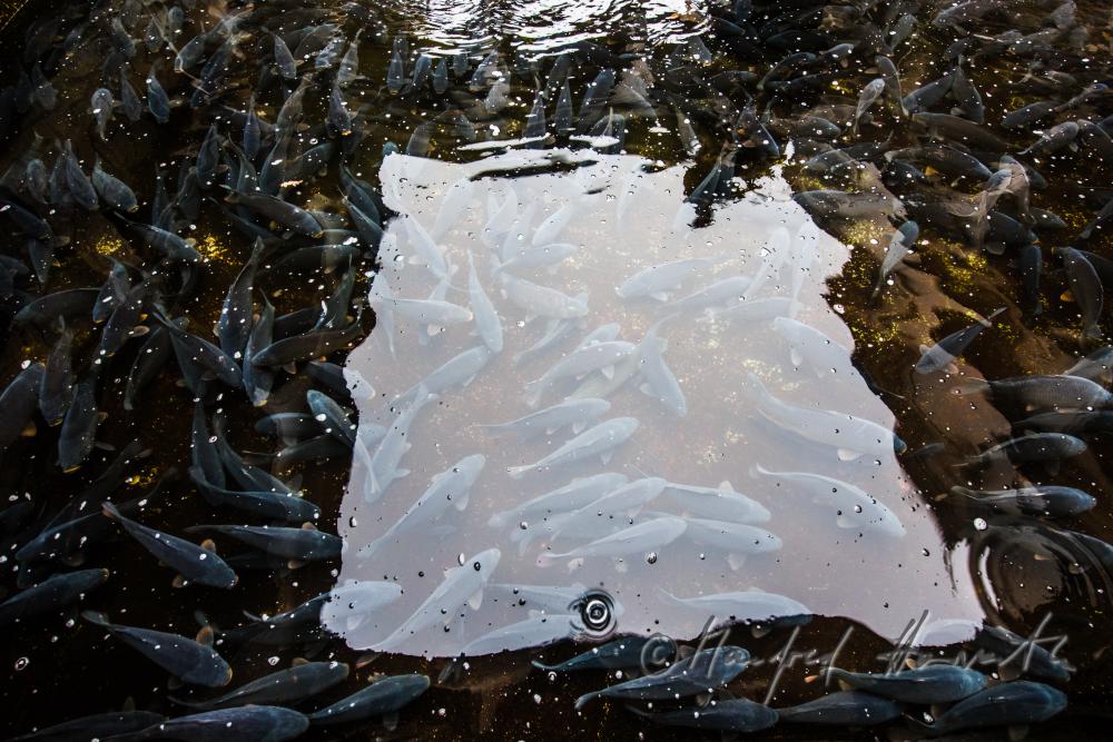 Schuppenkarpfen im Wasserbecken des  Fischkalter