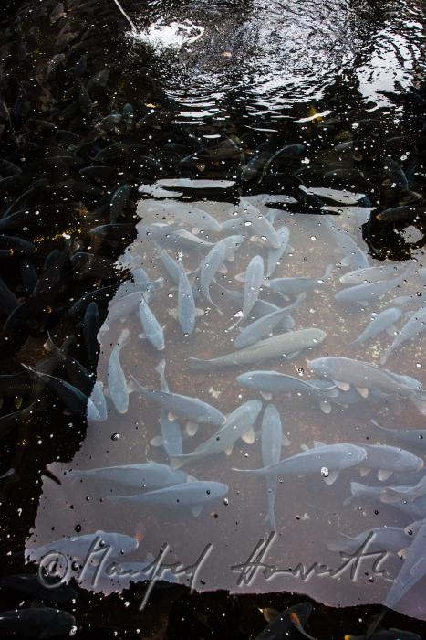 Schuppenkarpfen im Wasserbecken des  Fischkalter