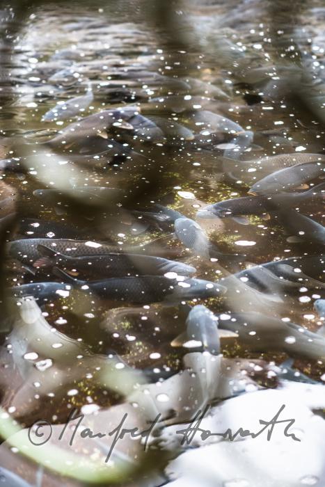 Schuppenkarpfen im Wasserbecken des  Fischkalter