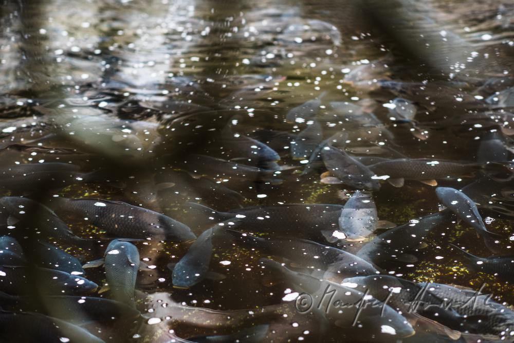 Schuppenkarpfen im Wasserbecken des  Fischkalter
