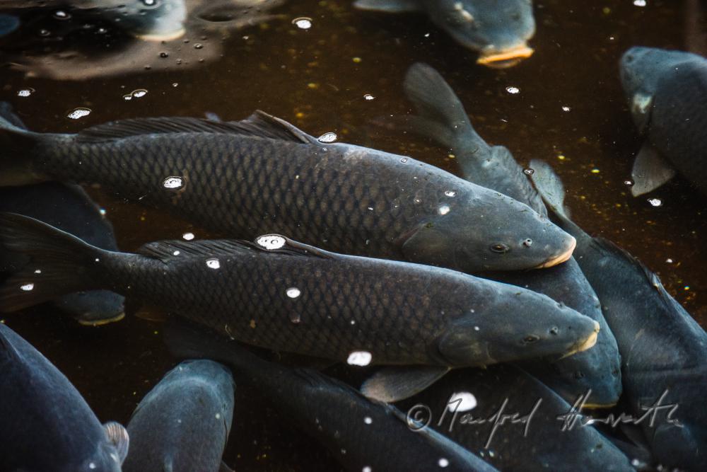 Schuppenkarpfen im Wasserbecken des  Fischkalter