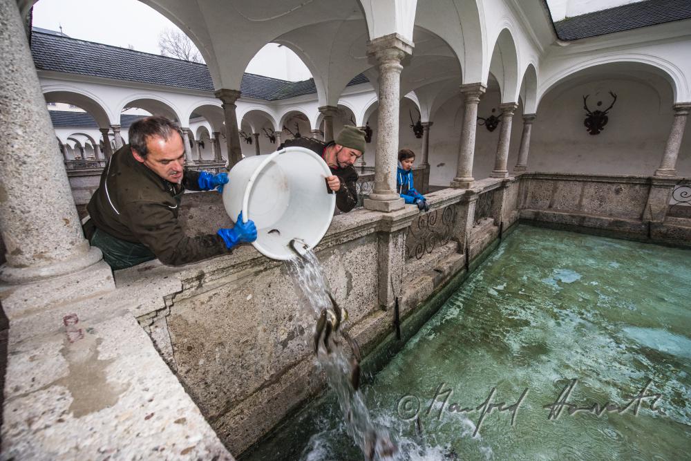 lebende Forellen werden in den Fischkalter eingesetzt