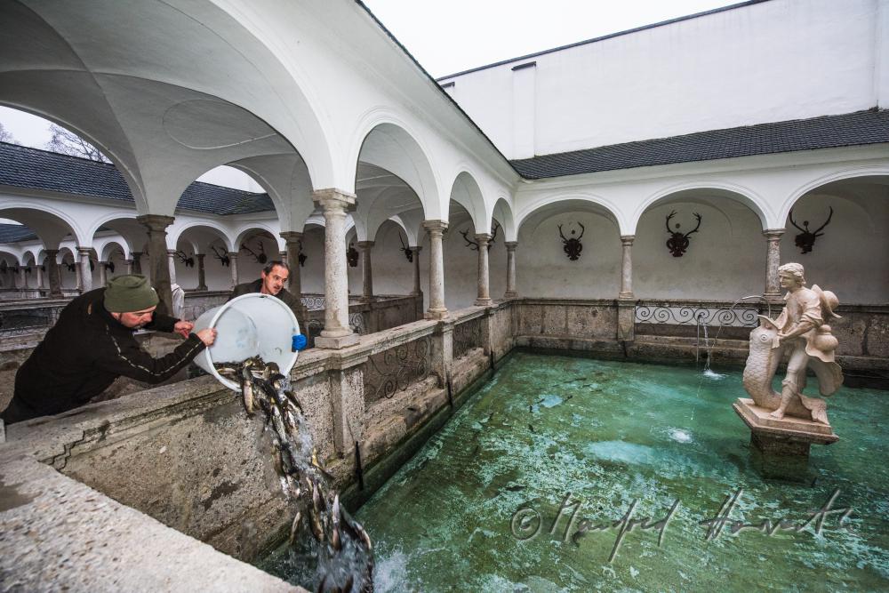 lebende Forellen werden in den Fischkalter eingesetzt