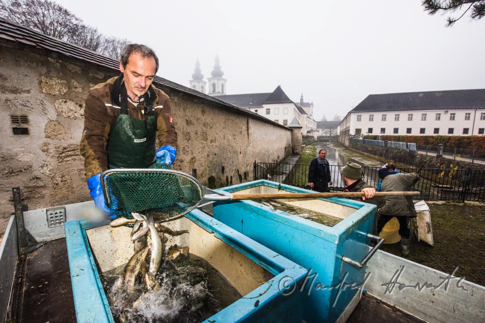 Fischer beim Forellenteich (Wassergraben) des Stiftes