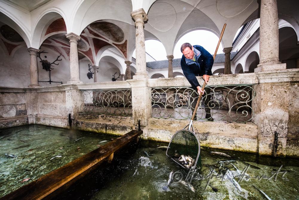 lebende Forellen werden in den Fischkalter eingesetzt