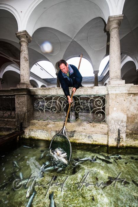 lebende Forellen werden in den Fischkalter eingesetzt