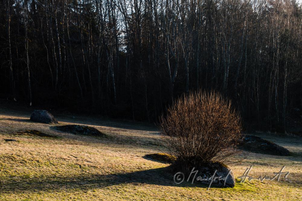 Granit-Findlinge am Waldrand bei einem Feld