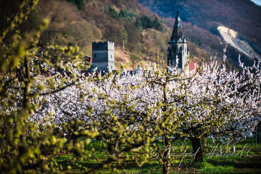 blühende Marillenbäume am Ufer der Donau