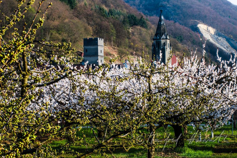 blühende Marillenbäume am Ufer der Donau