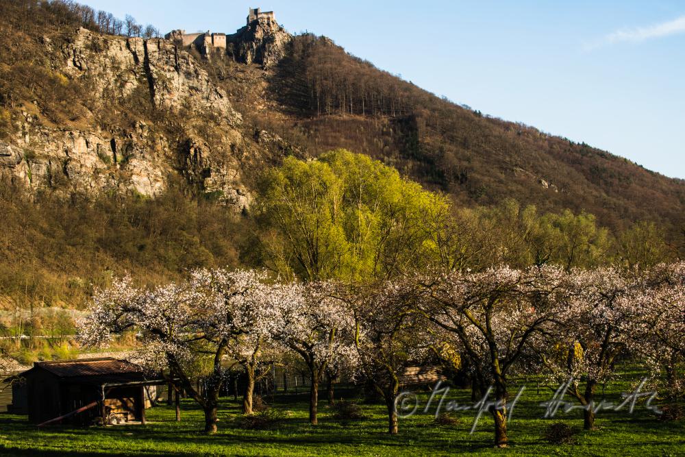 blühende Marillenbäume und Burgruine Aggstein