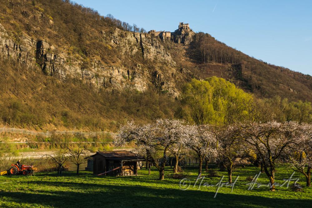 blühende Marillenbäume und Burgruine Aggstein