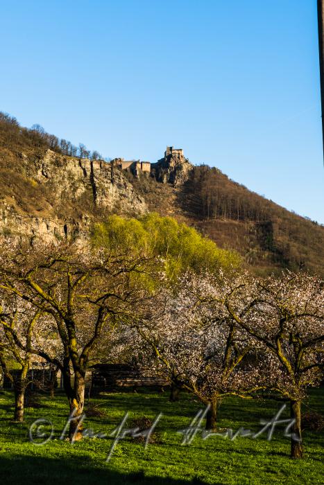 blühende Marillenbäume und Burgruine Aggstein
