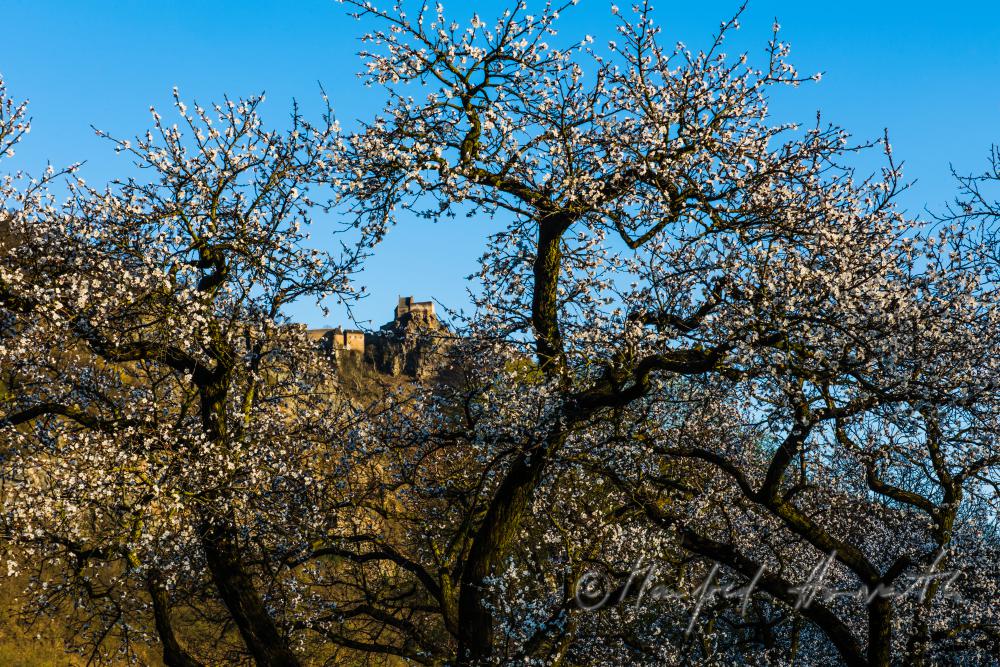 blühende Marillenbäume und Burgruine Aggstein