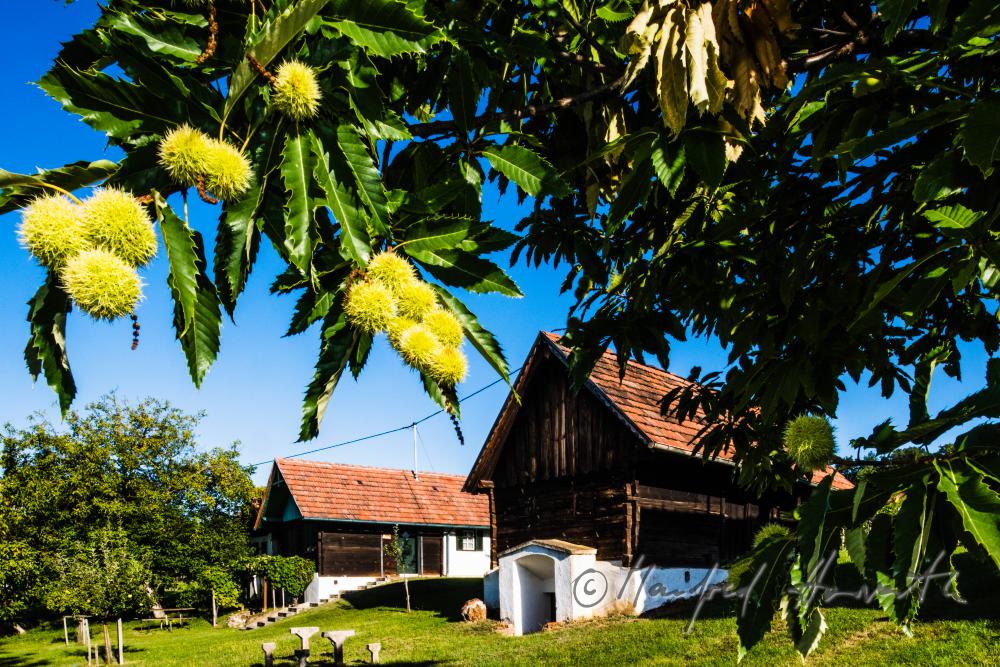 typischer burgenländischer Weinkeller in den Weinbergen