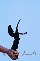f1l030117
