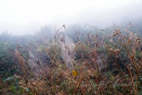 f2l090115
