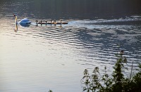f3l510106